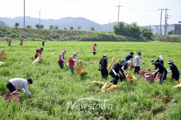 수해복구 자원봉사 활동