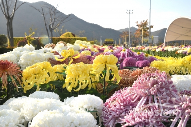 2025 양산 국화축제