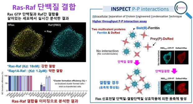 세포 내 단백질-단백질 상호작용의 시각화 기술