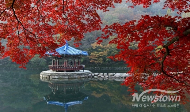 내장산 단풍 절경 Autumn leaves of Naejangsan Mountain are superb / 사진=정읍시청 제공