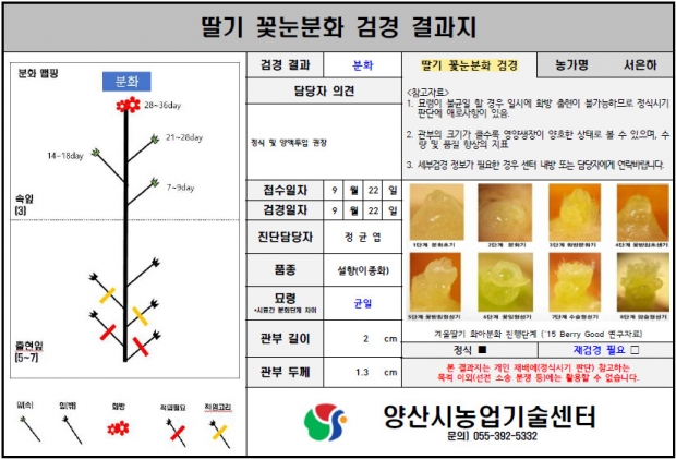 딸기 꽃눈분화 검경 결과지/양산시 제공