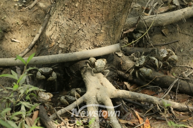 장항습지 말똥게와 버드나무/고양시