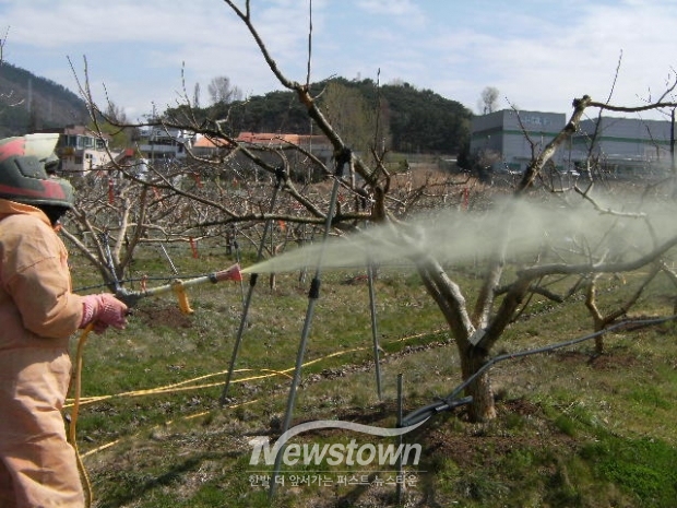 단감 과수원 농약살포 모습(AI 이미지)/김국진기자