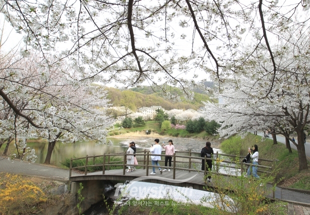 호서대학교 소류지 벚꽃 명소(사진 / 뉴스타운)