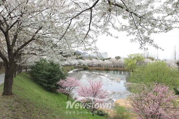 호서대학교 소류지 벚꽃 명소(사진 / 뉴스타운)