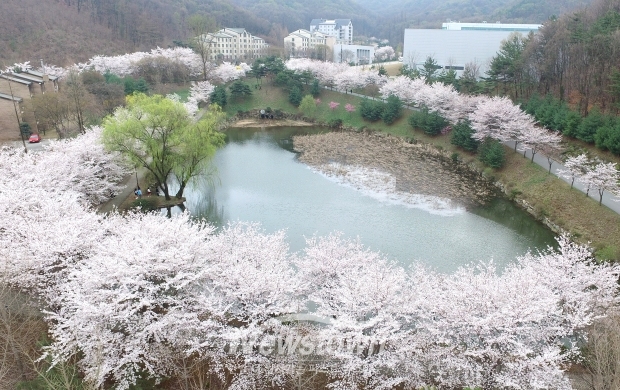 호서대학교 소류지 벚꽃 명소(사진 / 뉴스타운)