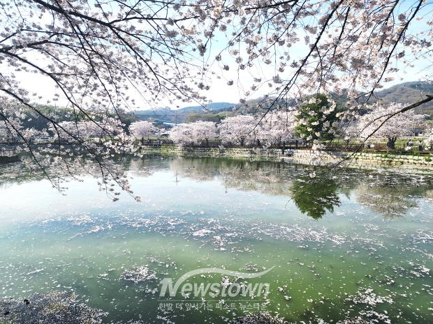 당진 면천 골정지 벚꽃(사진 / 뉴스타운)