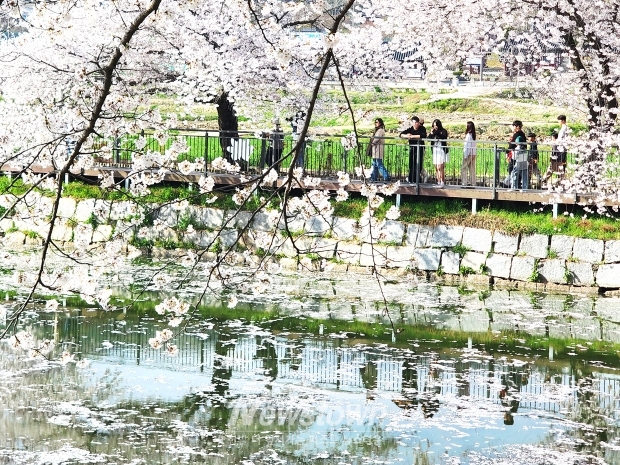 당진 면천 골정지 벚꽃(사진 / 뉴스타운)