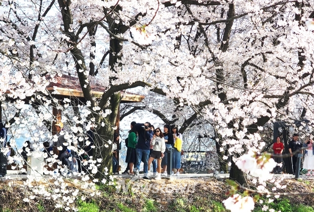 당진 면천 골정지 벚꽃(사진 / 뉴스타운)