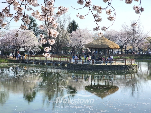 당진 면천 골정지 벚꽃(사진 / 뉴스타운)