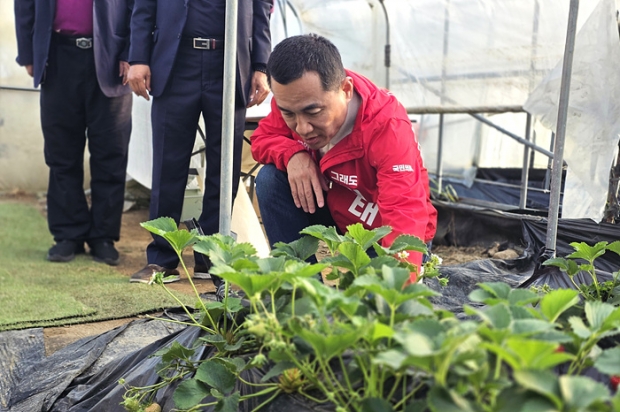 원주시 신림면 용암3리 연봉정마을 방문, 3번째 ‘회관일기’ 딸기농장 체험 모습/사진 김진태후보 캠프제공