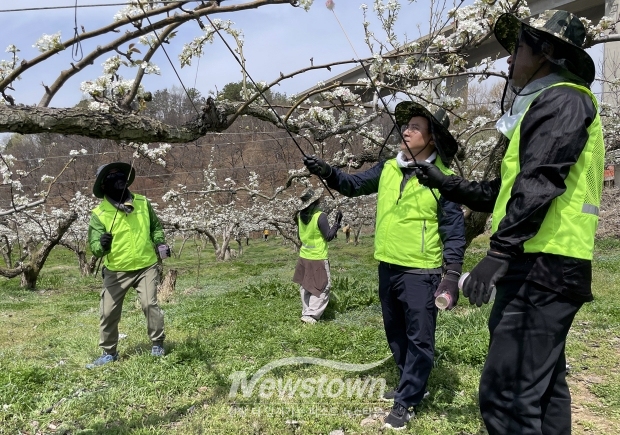 배 농가 화접 작업 일손돕기(사진 / NH농협 공주시지부 제공)